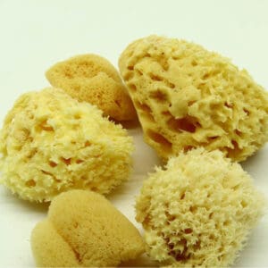 Natural Sea Sponge Medium Variety Pack