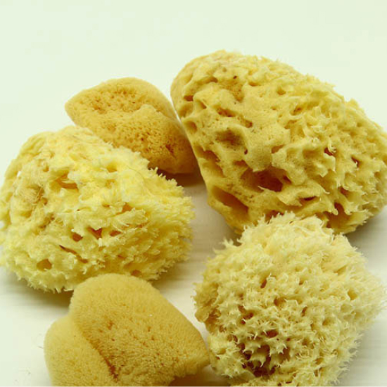 Natural Sea Sponge Medium Variety Pack My Art Shop