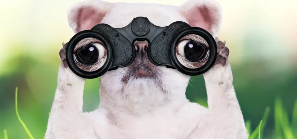 in this image is a white pug dog sitting up looking through a pair of black binoculars directly into the camera. it makes its eyes look massive. the background is a blur of green grass. the dog is looking for polymer clay. it is in the center of the image. and the look on the dogs face is of concern.